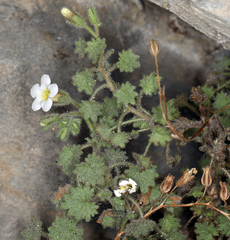 Phacelia perityloides