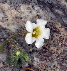 Phacelia perityloides