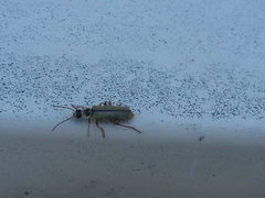 Metacantharis clypeata