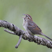 Bachman's Sparrow - Photo (c) Michael Drummond, some rights reserved (CC BY-NC), uploaded by Michael Drummond