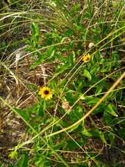 Helianthus debilis
