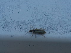 Metacantharis clypeata