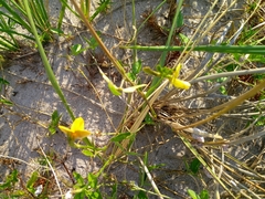 Vigna luteola