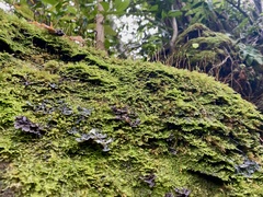 Racopilum cuspidigerum