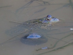Pelophylax ridibundus