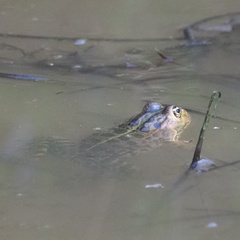 Pelophylax ridibundus