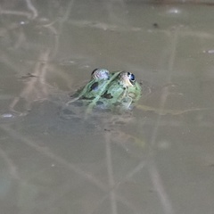 Pelophylax ridibundus