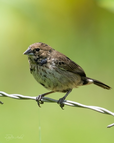 Blue-black Grassquit