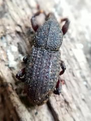 Mitoplinthus caliginosus