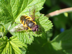 Myathropa florea