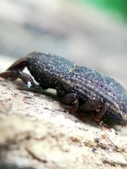 Mitoplinthus caliginosus