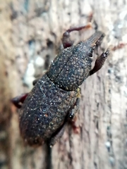 Mitoplinthus caliginosus