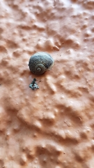 Cornu aspersum