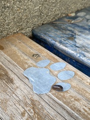 Armadillidium vulgare