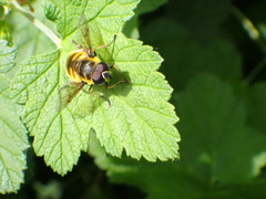 Myathropa florea