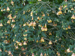 Callianthe megapotamica