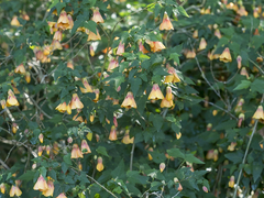 Callianthe megapotamica