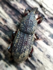 Mitoplinthus caliginosus