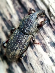 Mitoplinthus caliginosus