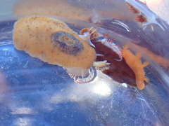 Fissurellidea
