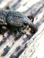 Mitoplinthus caliginosus