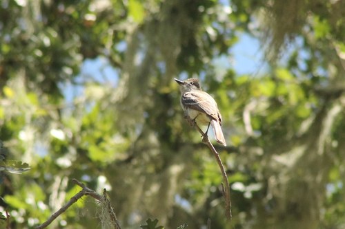 iNaturalist observation photo of Ash-throated Flycatcher