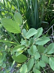 Fothergilla gardenii