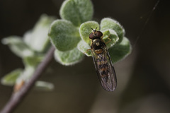 Meliscaeva cinctella