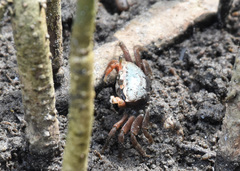 Minuca longisignalis