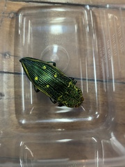 Pseudotaenia ajax