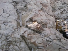 Acanthinucella