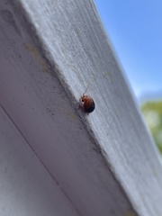 Prionocyphon discoideus