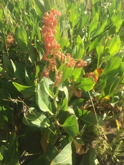 Rumex venosus