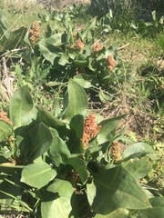 Rumex venosus