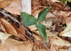 Trillium erectum