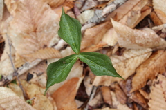 Trillium erectum