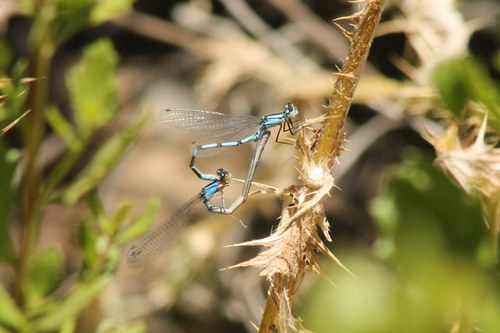 iNaturalist observation photo of Bluets