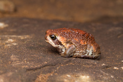 Breviceps mossambicus