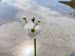 Sagittaria secundifolia