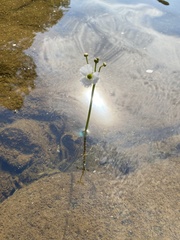 Sagittaria secundifolia
