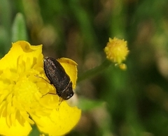 Anthaxia quadripunctata