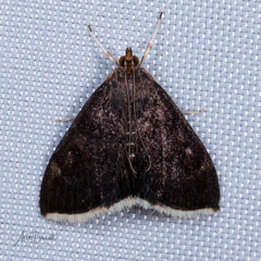 Pyrausta niveicilialis