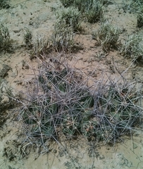 Coryphantha macromeris