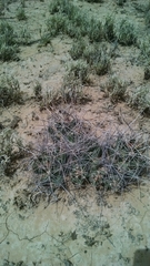 Coryphantha macromeris