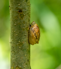 Novisuccinea ovalis
