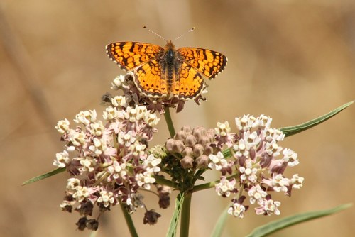iNaturalist observation photo of Mylitta Crescent
