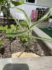 Asclepias fascicularis