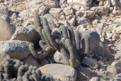 Haageocereus platinospinus