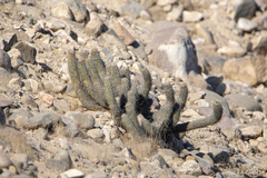 Haageocereus platinospinus