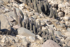 Haageocereus platinospinus